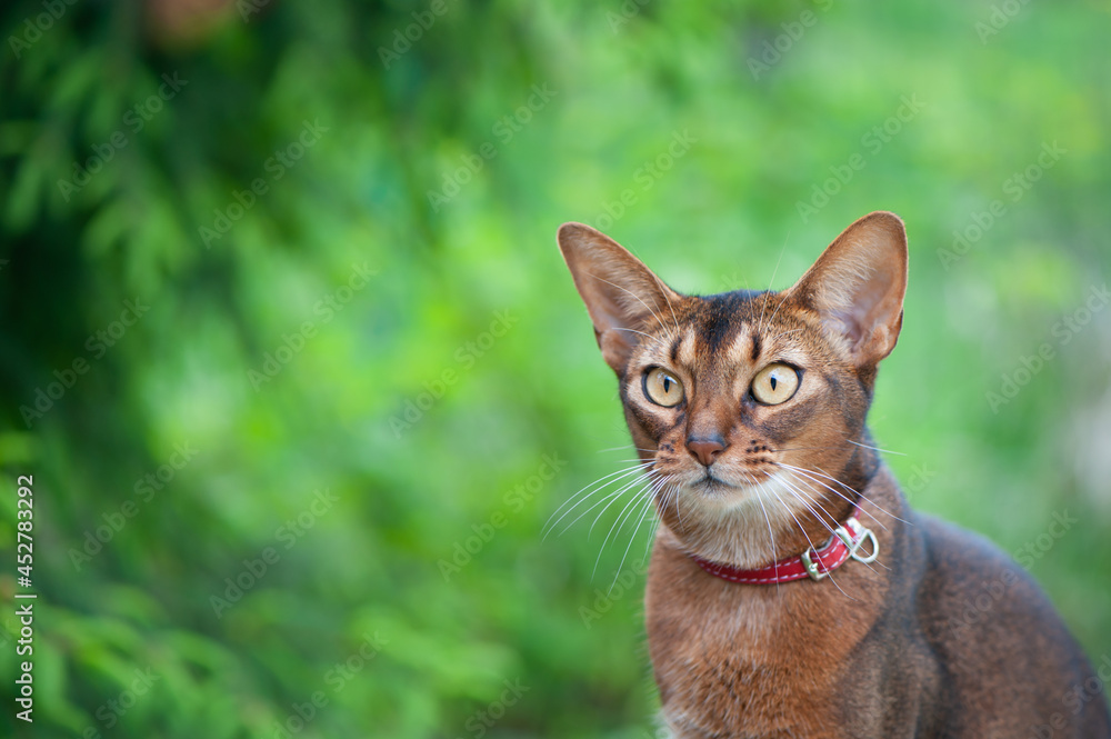 Portrait of a very beautiful Abyssinian cat in nature. Space for text Portrait of a very beautiful Abyssinian cat in nature. Space for text