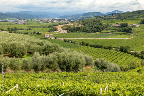 Typical Italian grape vineyards of the Valpolicella Wine and olive yards at the base of the hill at the village of Colognola ai Colli near Verona, Veneto, Italy, Europe. photo