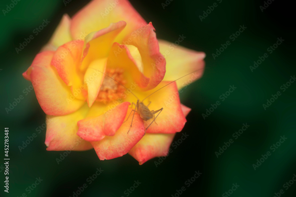 Colorful flowers on natur background Colorful flowers on natur background