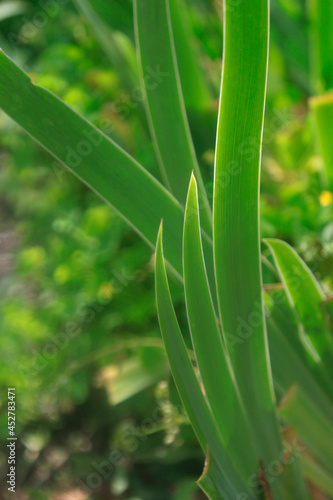 Colorful flowers on natur background