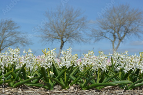 white hyacinth with green leaves in spring time with blue sky background