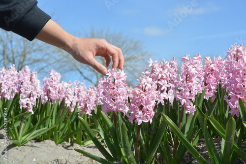 pink hyacinth flowers in the hands of the man with blue sky