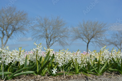 white hyacinth with green leaves in spring time with blue sky background
