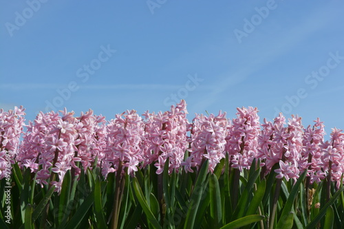 pink hyacinths in spring with blue sky background