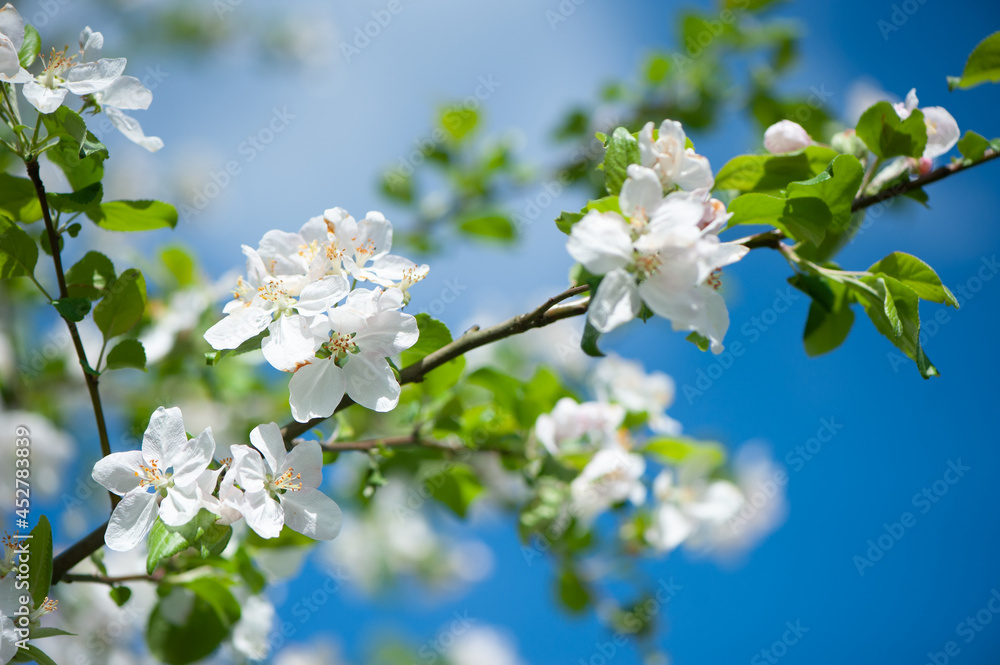Branches of blossoming apple tree macro with soft focus on gentle light blue sky. Beautiful floral image of spring nature.