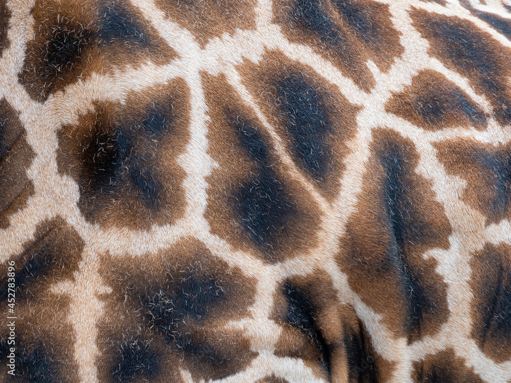 a fur of giraffe - texture close up a fur of giraffe - texture close up