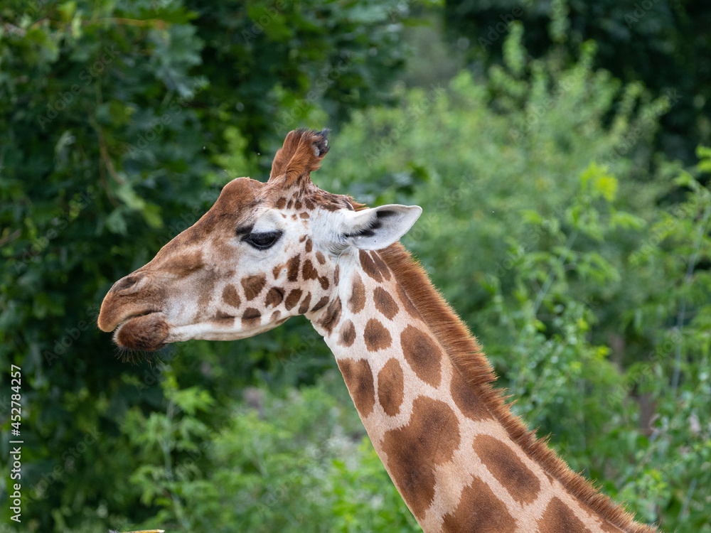 portrait of giraffe close up