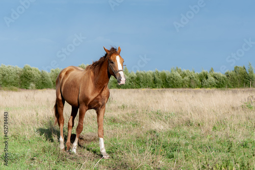 Beautiful, young red horse goes in the field, looks at the camera, space for text