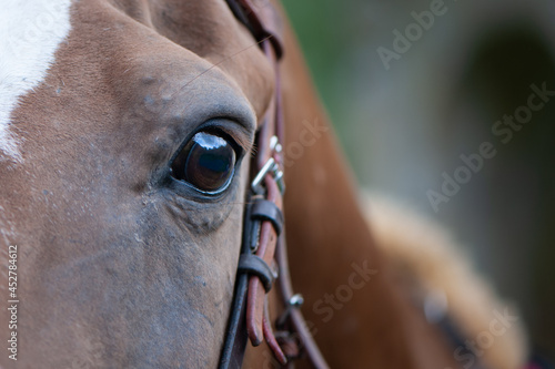 Horse eye close-up, portrait of a red harnessed horse