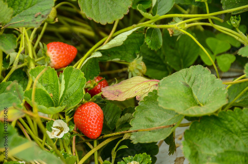 Strawberry still on the tree  with the fruit already ripe  some leaves already yellowish  but you can still see the flower of the tree. 