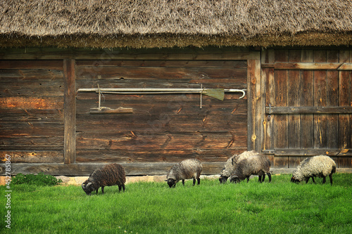 Sheep in front of Barnyard