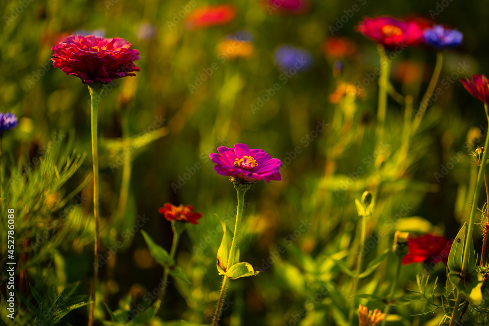 Fototapeta premium red wildflower on the meadow, macro