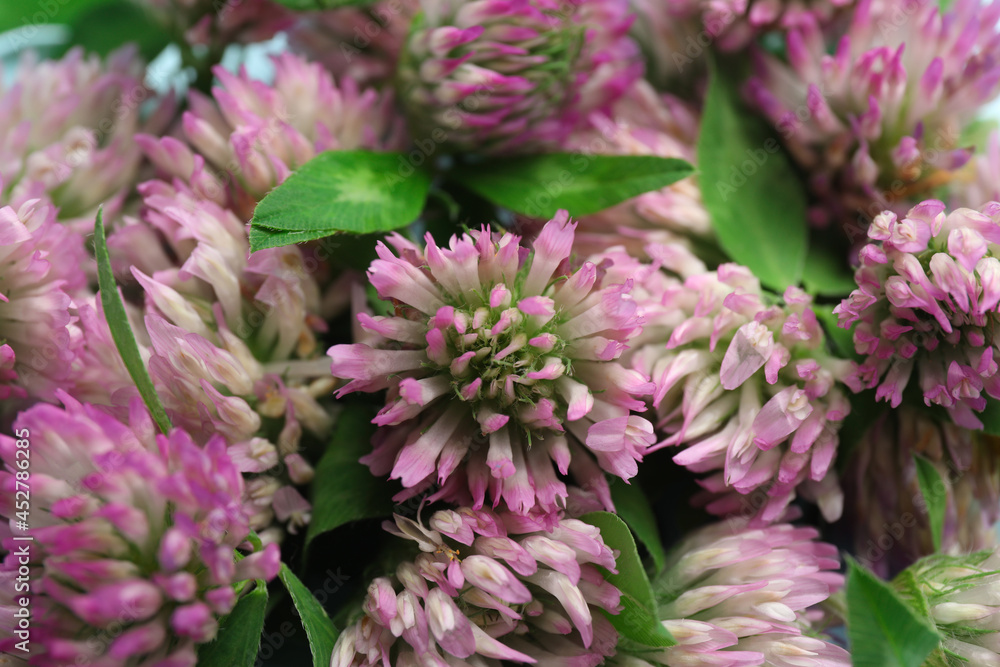 Beautiful clover flowers with green leaves, closeup Beautiful clover flowers with green leaves, closeup