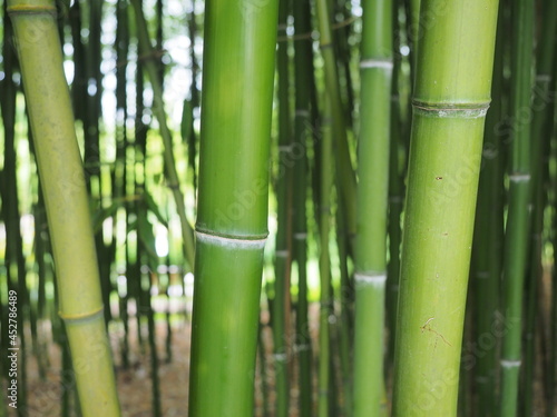 Fototapeta Naklejka Na Ścianę i Meble -  bamboo forest wallpaper background green