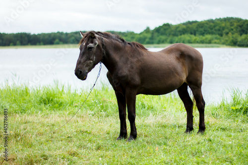 Brown horse grazes against the background of a lake