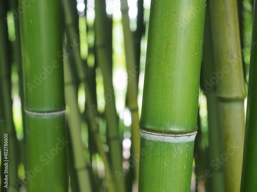 bamboo forest wallpaper background green