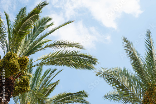 Tropical palm leaves with the sky background. Copy space for text. Date fruit palms. Summer vacation and travel concept.