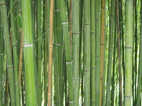 bamboo forest wallpaper background green © prempict