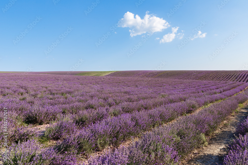 Obraz premium Lavender flowers blooming fields at sunset. Beautiful lavender field with long purple rows.