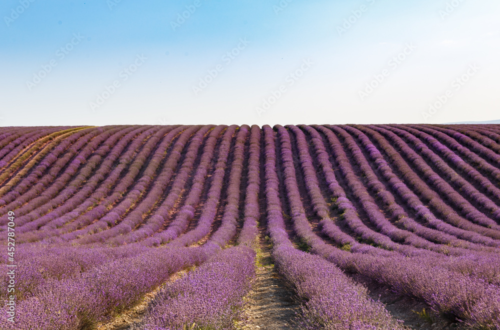 Obraz premium Lavender flowers blooming fields at sunset. Beautiful lavender field with long purple rows.