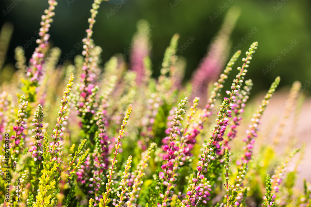 Obraz premium Beautiful blooming pink white heather in a woods at sunny day. Small lilac purple flowers in the autumn forest. Flowering, gardening. Calluna vulgaris on blurry green background. Flower store concept.