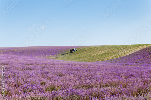 Tractor harvesting field of lavender.