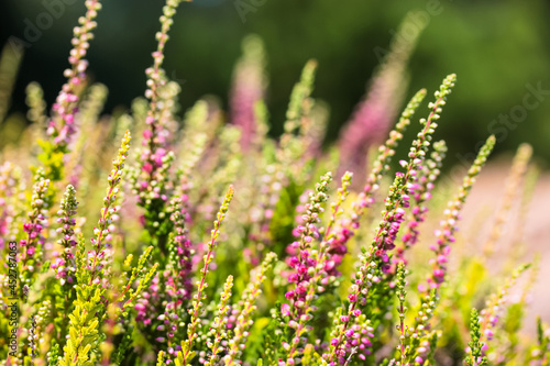 Beautiful blooming pink white heather in a woods at sunny day. Small lilac purple flowers in the autumn forest. Flowering, gardening. Calluna vulgaris on blurry green background. Flower store concept.