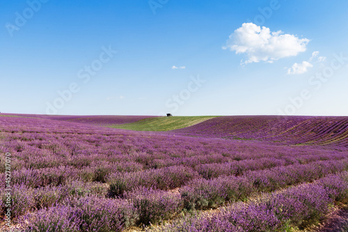 Tractor harvesting field of lavender.