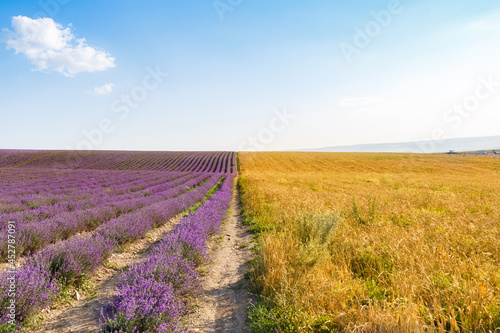 Lavender flowers blooming fields at sunset. Beautiful lavender field with long purple rows.