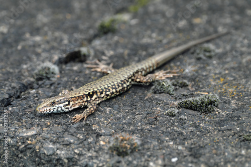 European wall lizard podarcis muralis - Stockphoto © Westwind