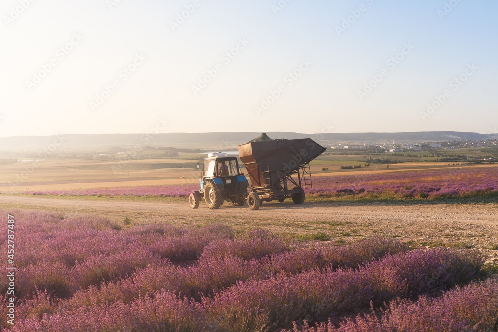 Fototapeta premium Tractor harvesting field of lavender.