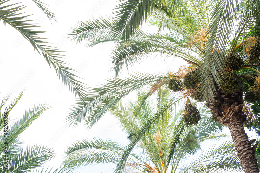 Tropical palm leaves with the sky background. Copy space for text. Date fruit palms. Summer vacation and travel concept. Tropical palm leaves with the sky background. Copy space for text. Date fruit palms. Summer vacation and travel concept.