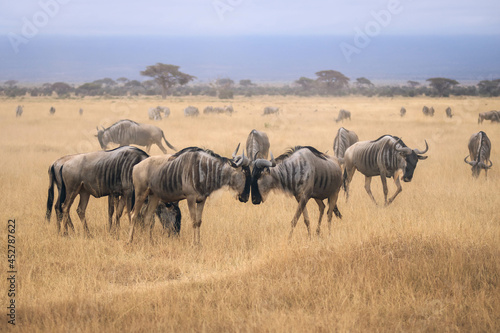Wildebeest in Kenya