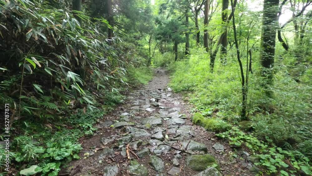 箱根旧街道 箱根旧街道