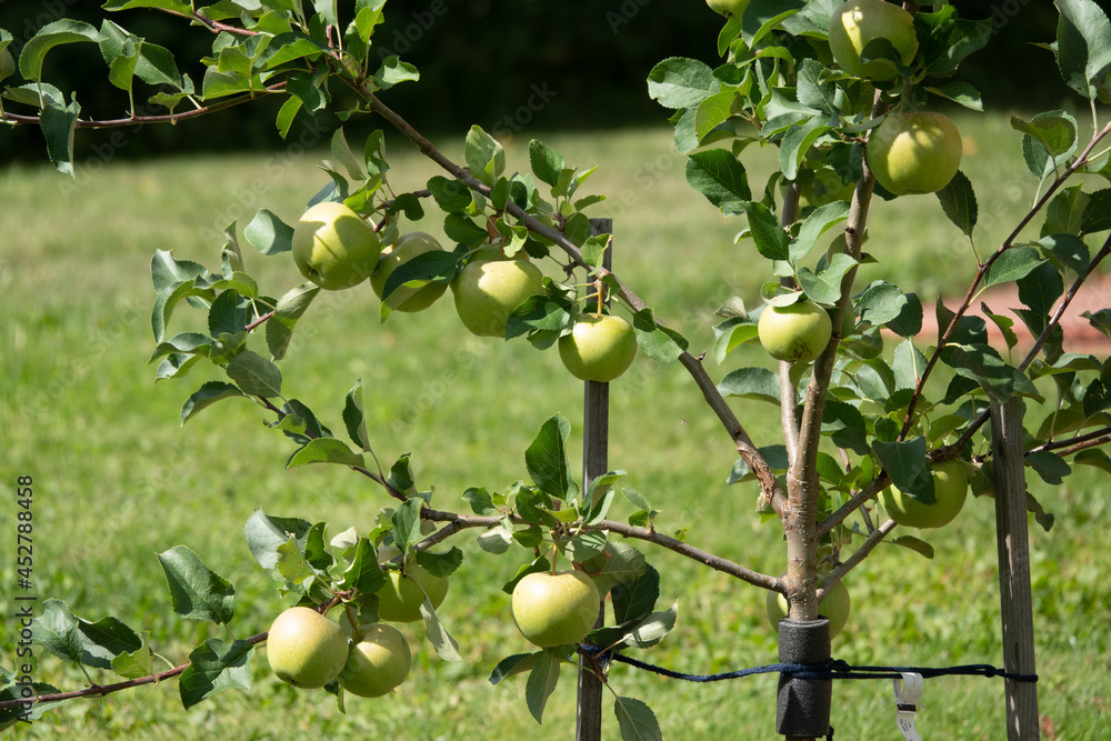 Closeup of a bunch of bio organic red apples growing on the branches of an apple tree in an orchad