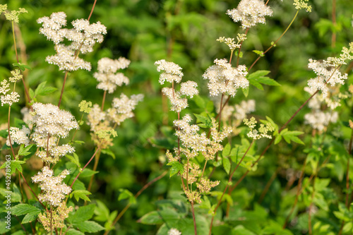 Tableau sur toile Close up of a meadowsweet (filipendula ulmaria) flowers in bloom