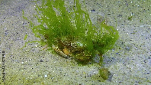 Green algae on carapace Swimming crab (Macropipus holsatus), Black Sea photo