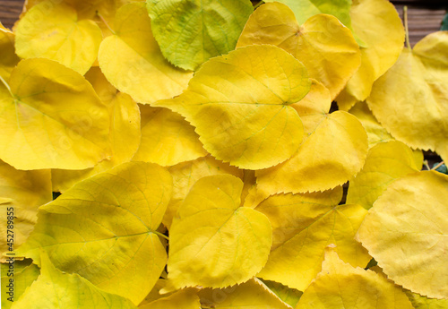 Wallpaper Mural Yellow  leaves. Autumn background, top view. Torontodigital.ca