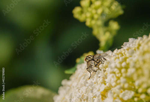 close up of a house fly (Musca domestica) feeding on a buddleja davidii (white profusion) butterfly bush, Wiltshire UK
