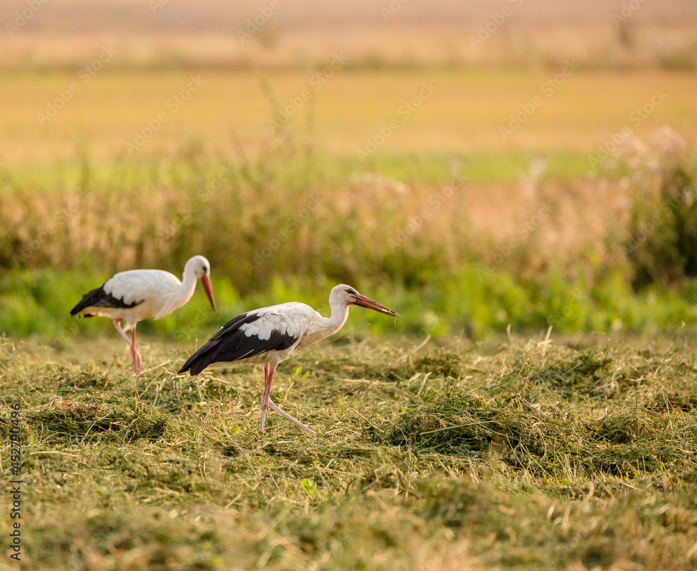 Foto white stork in the grass