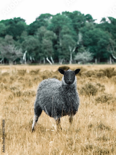 Cute black and gray sheep close up in dry landscape during warm and sunny summer with blurry background