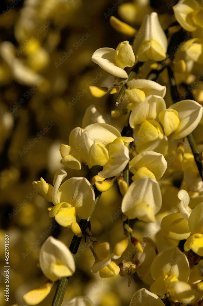 Ornamental broom (Genisteae sp.) flowering in Swiss domestic garden Ornamental broom (Genisteae sp.) flowering in Swiss domestic garden