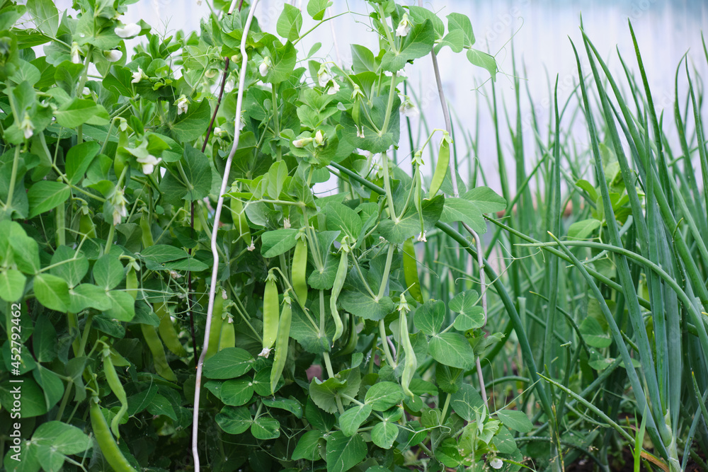 peas growing on the garden bed selective focus