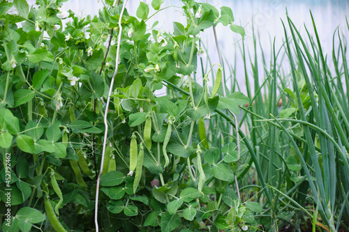 peas growing on the garden bed selective focus