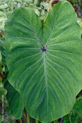Feuille du légume Dachine ou taro commun cultivé en Guyane française