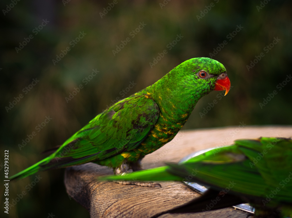 Fototapeta premium macaw