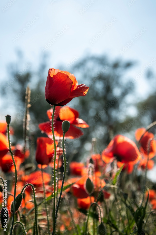 Obraz premium poppy 