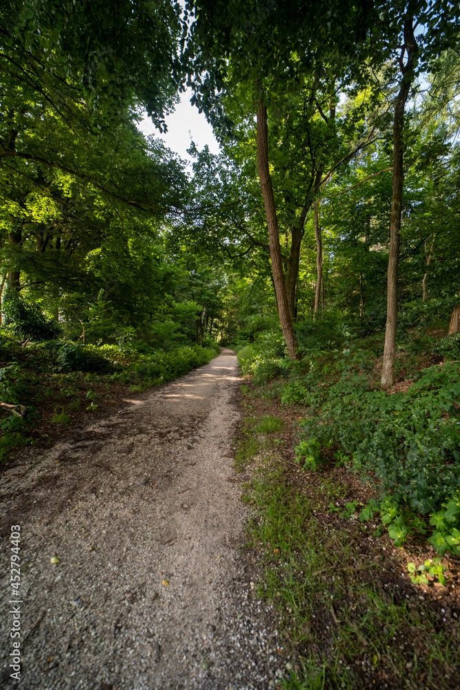 Forest landscape south of Groesbeek