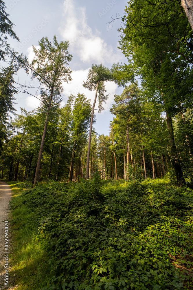 Fototapeta premium Forest landscape south of Groesbeek