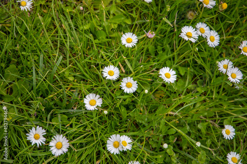 Daisies in the field